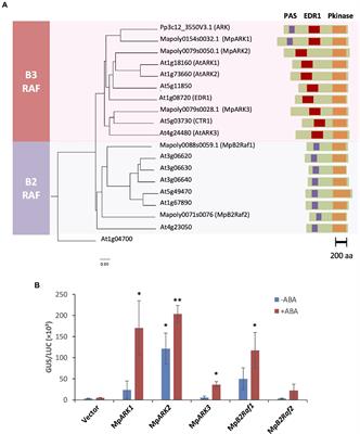 Frontiers Differential Regulations Of Abscisic Acid Induced